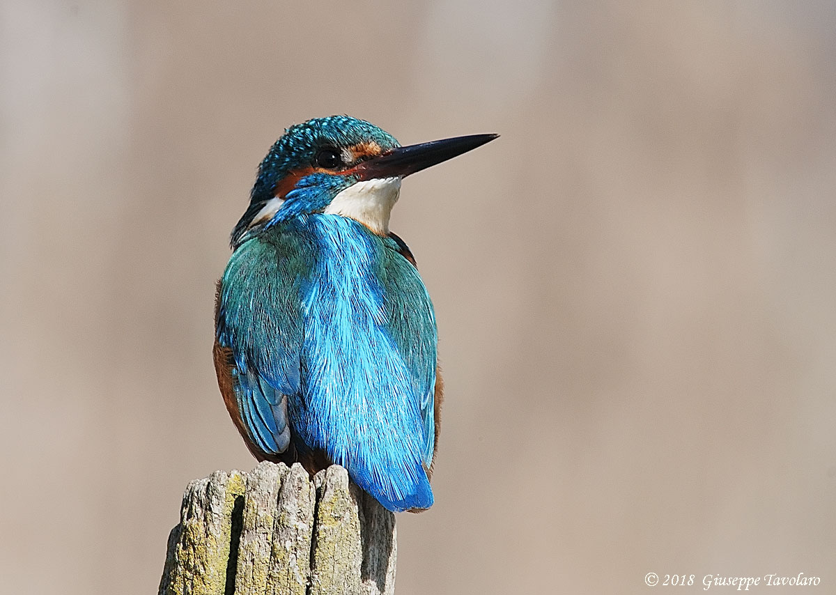 Martin pescatore (Alcedo atthis)