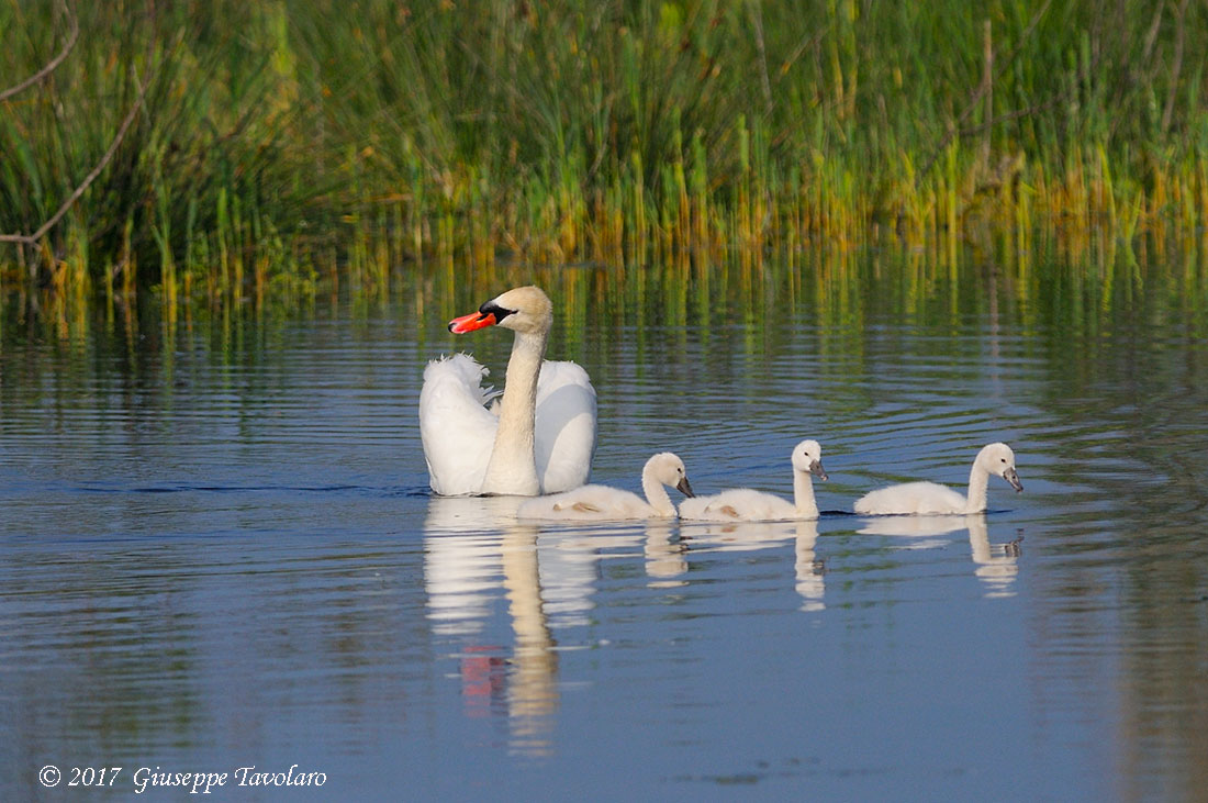 La famiglia del Cigno