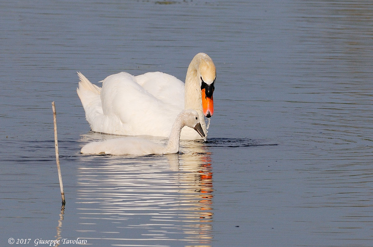 La famiglia del Cigno