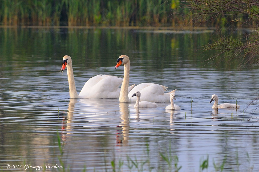 La famiglia del Cigno