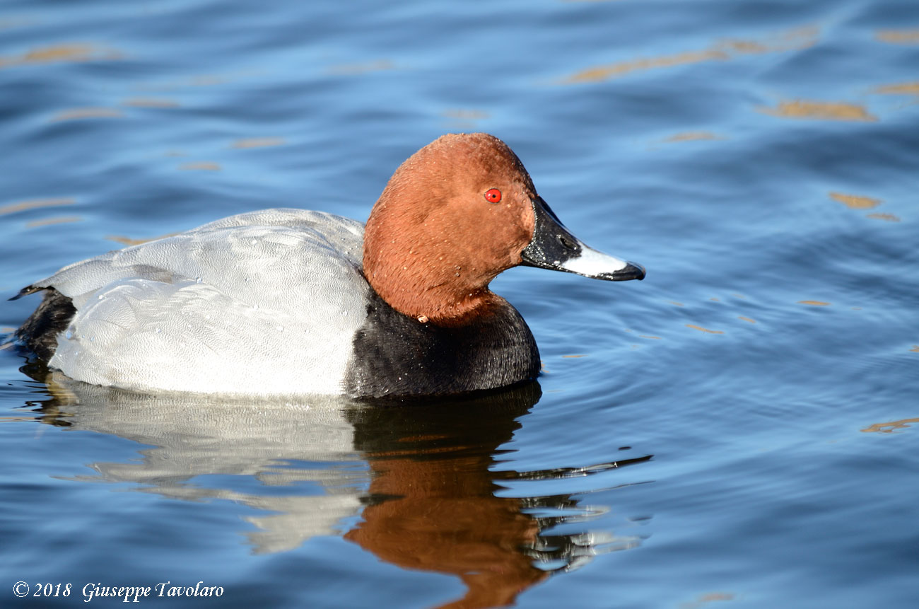 Moriglione (Aythya ferina)