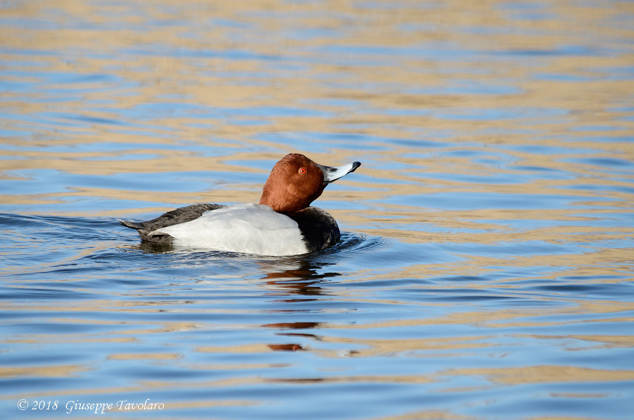 Moriglione (Aythya ferina)