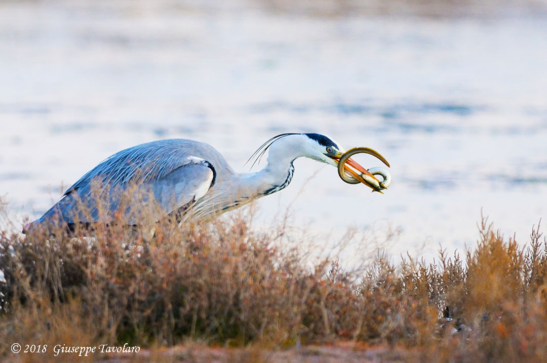 Il pasto dell''airone cenerino (Ardea cinerea)