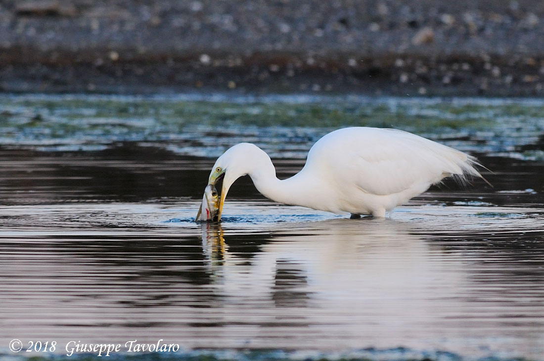 L''airone bianco maggiore (Casmerodius albus) ........