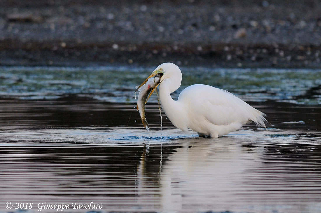 L''airone bianco maggiore (Casmerodius albus) ........