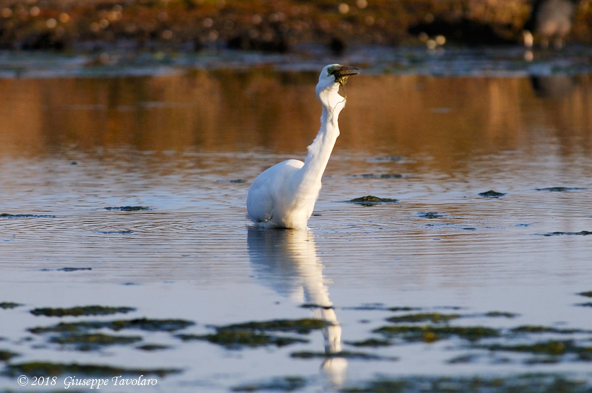 L''airone bianco maggiore (Casmerodius albus) ........