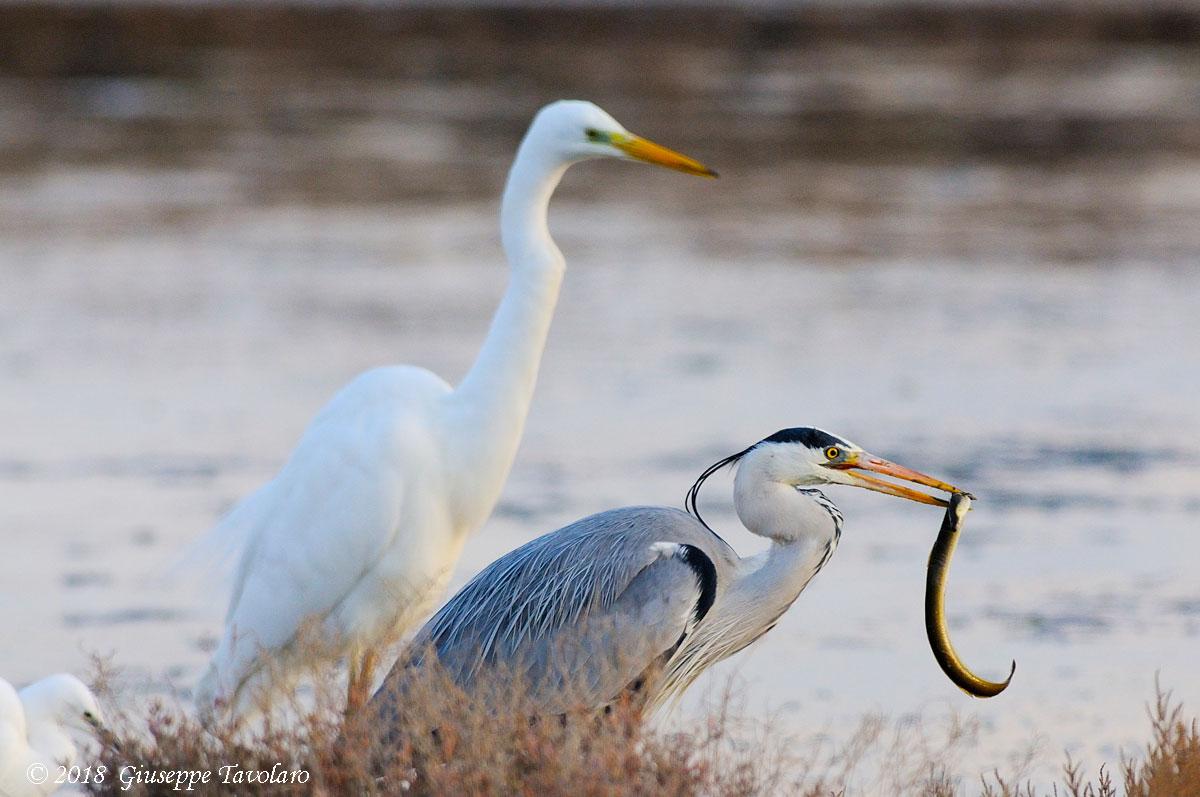 Il pasto dell''airone cenerino (Ardea cinerea)