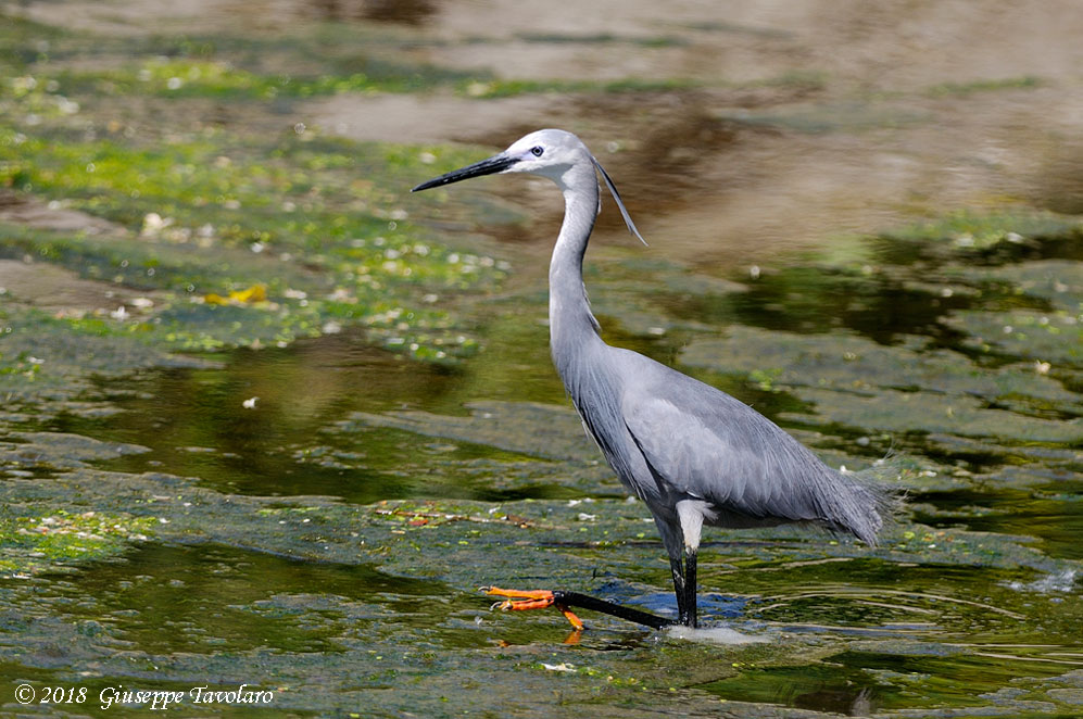 Airone schistaceo / [Garzetta ardesia] (Egretta gularis)