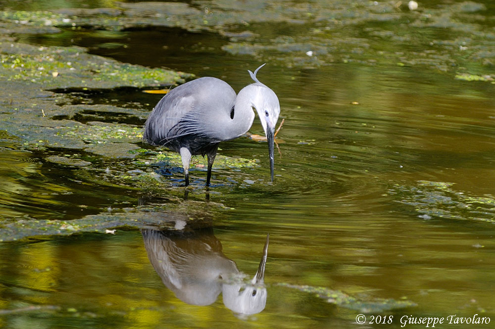 Airone schistaceo / [Garzetta ardesia] (Egretta gularis)