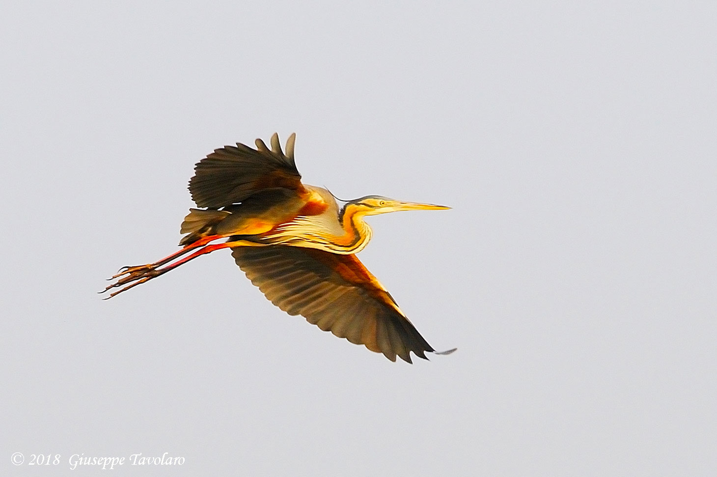 Airone rosso (Ardea purpurea)