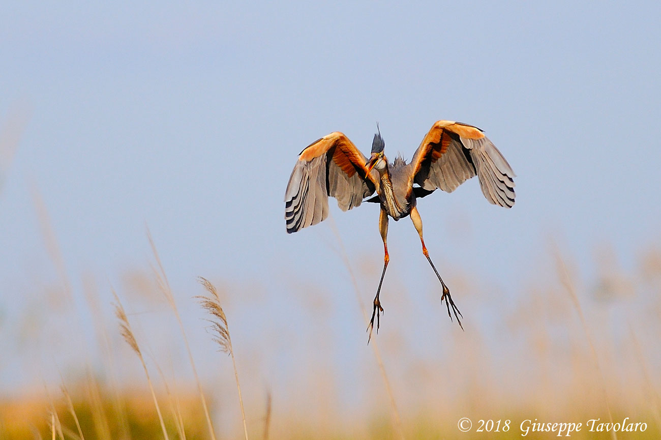 Airone rosso (Ardea purpurea)