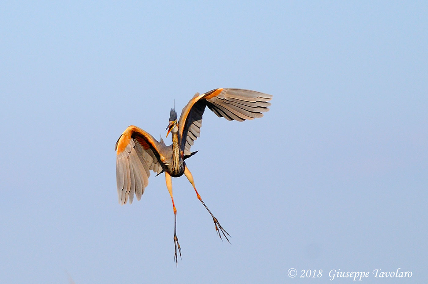 Airone rosso (Ardea purpurea)