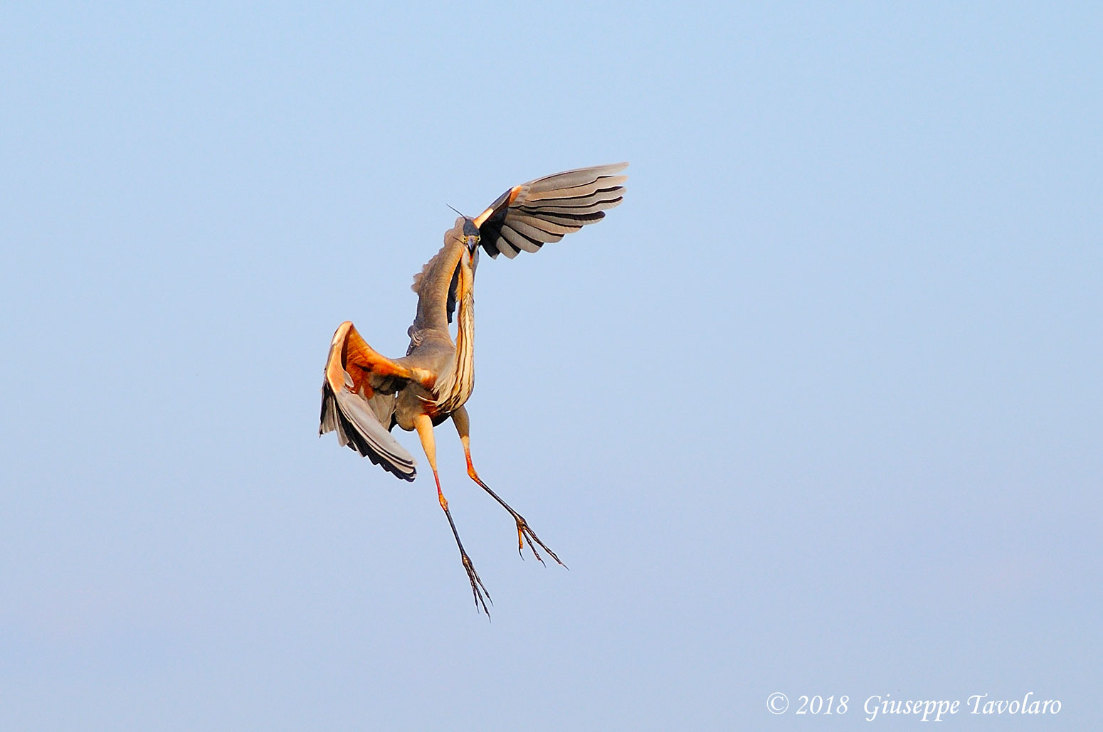 Airone rosso (Ardea purpurea)