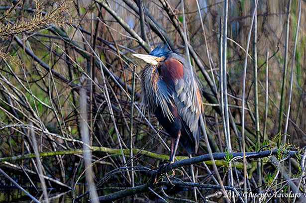 Airone rosso (Ardea purpurea)