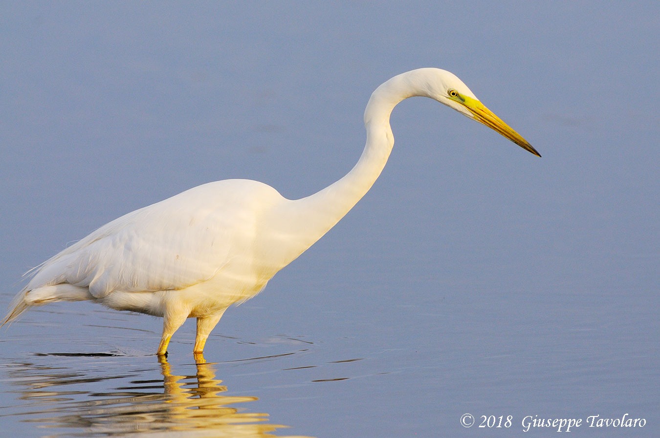 Airone bianco maggiore (Casmerodius albus)