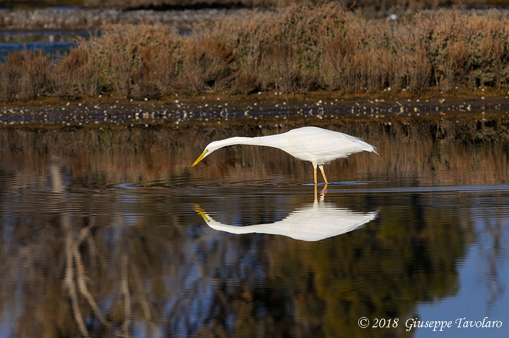 Airone bianco maggiore (Casmerodius albus)