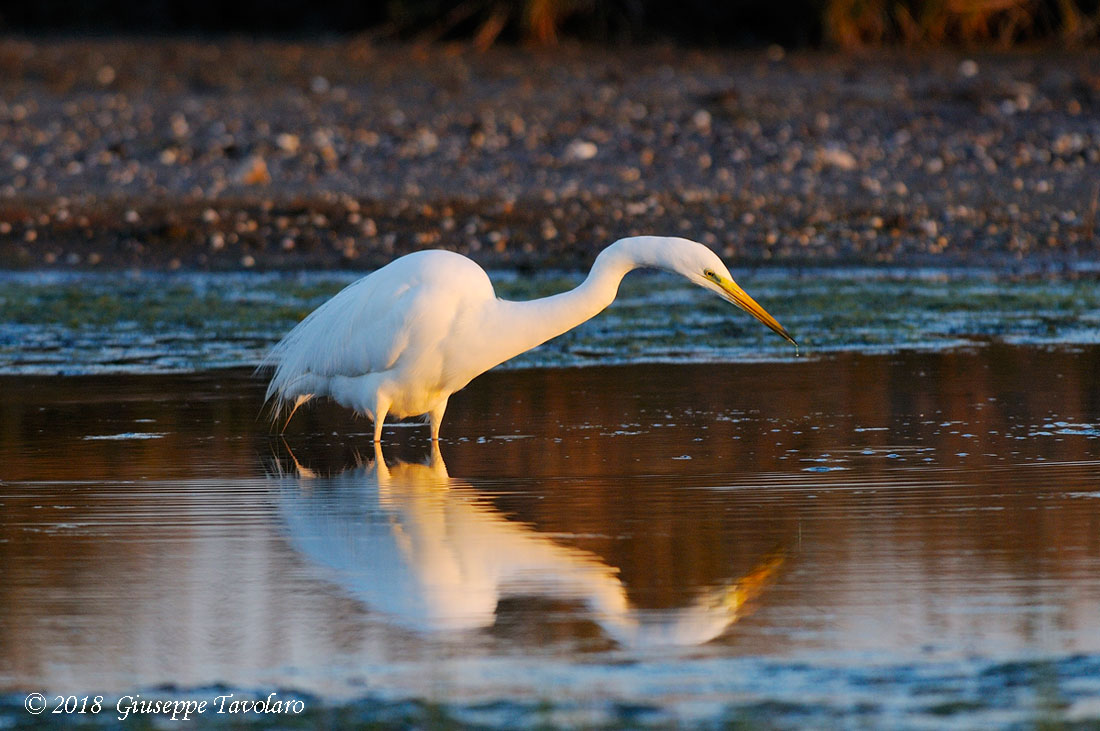 Airone bianco maggiore (Casmerodius albus)