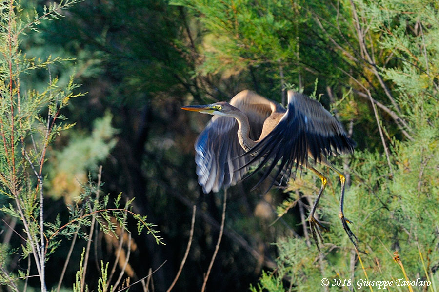 Airone rosso (Ardea purpurea)