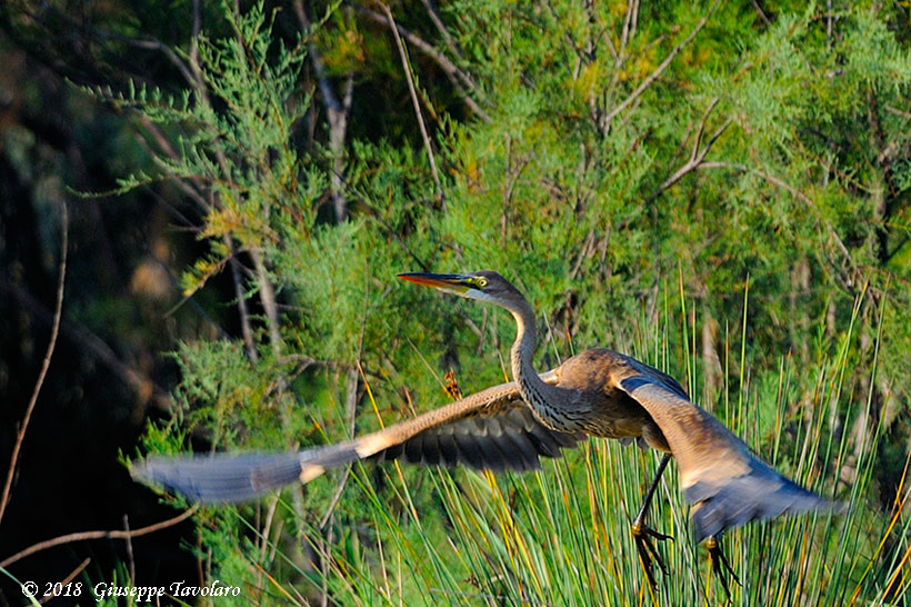 Airone rosso (Ardea purpurea)