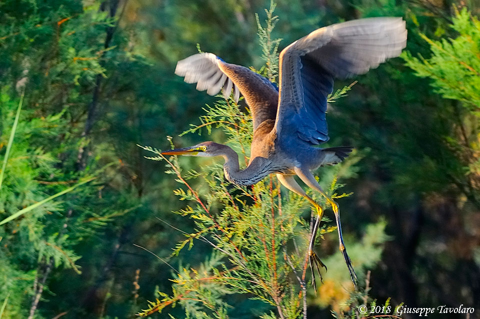 Airone rosso (Ardea purpurea)