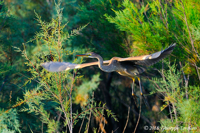 Airone rosso (Ardea purpurea)