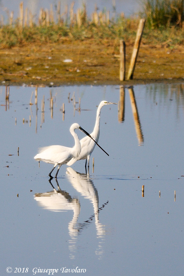 Garzetta (Egretta garzetta) con becco anomalo