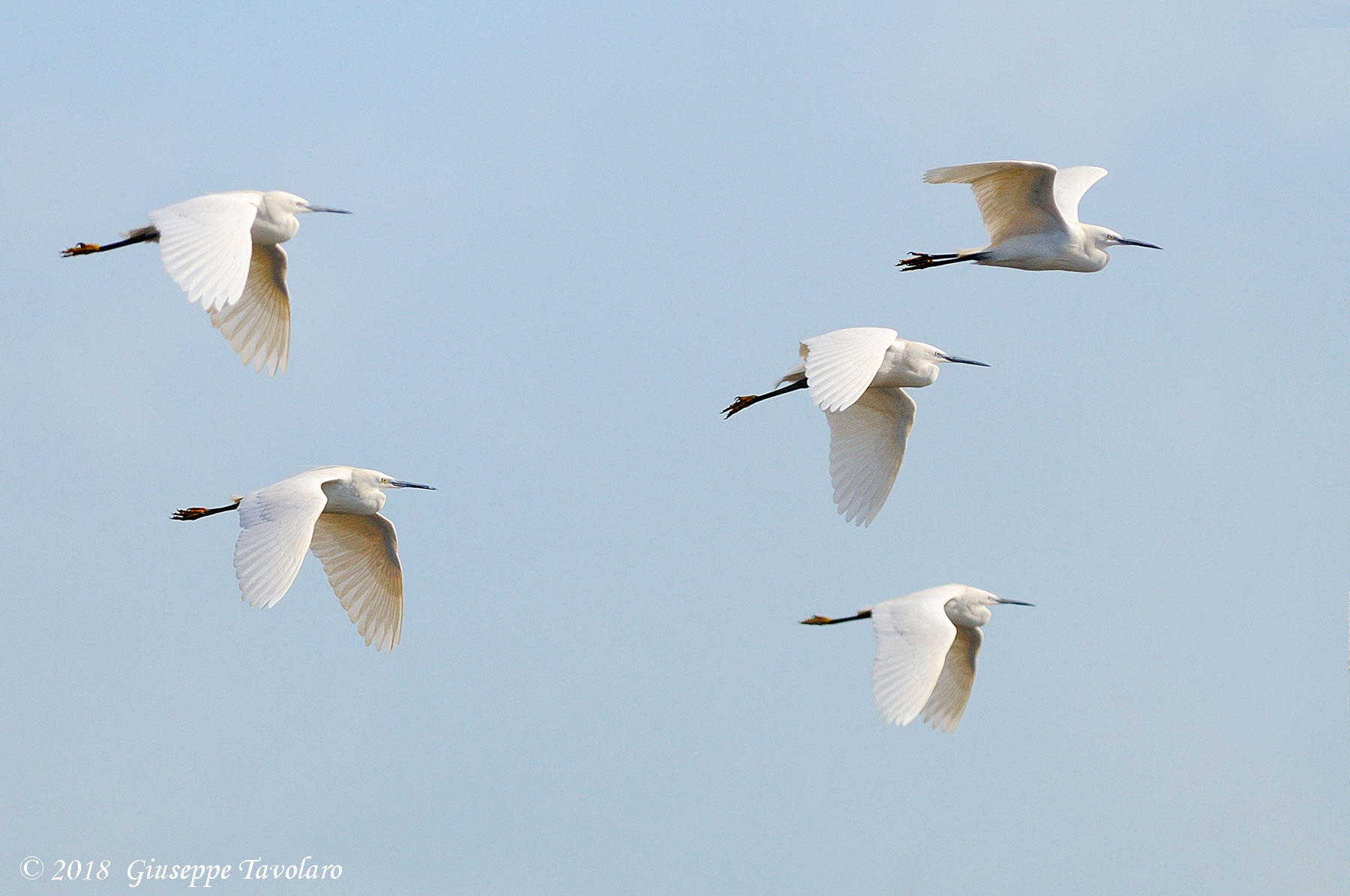 Garzette (Egretta garzetta) in volo