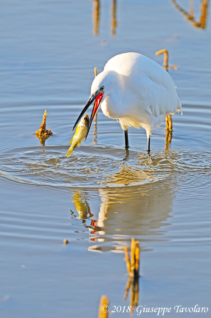 Il pasto della Garzetta (Egretta garzetta)