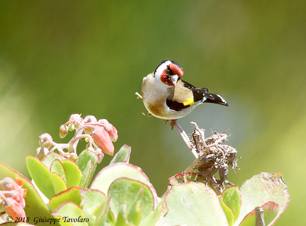 Cardellino (Carduelis carduelis)