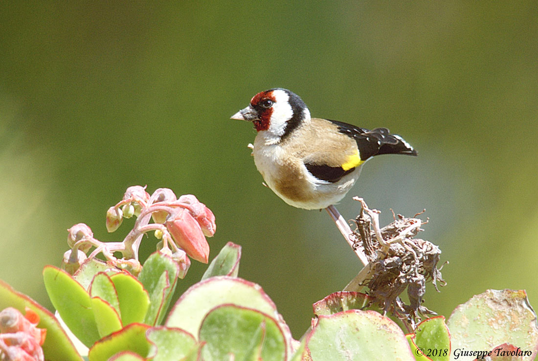 Cardellino (Carduelis carduelis)