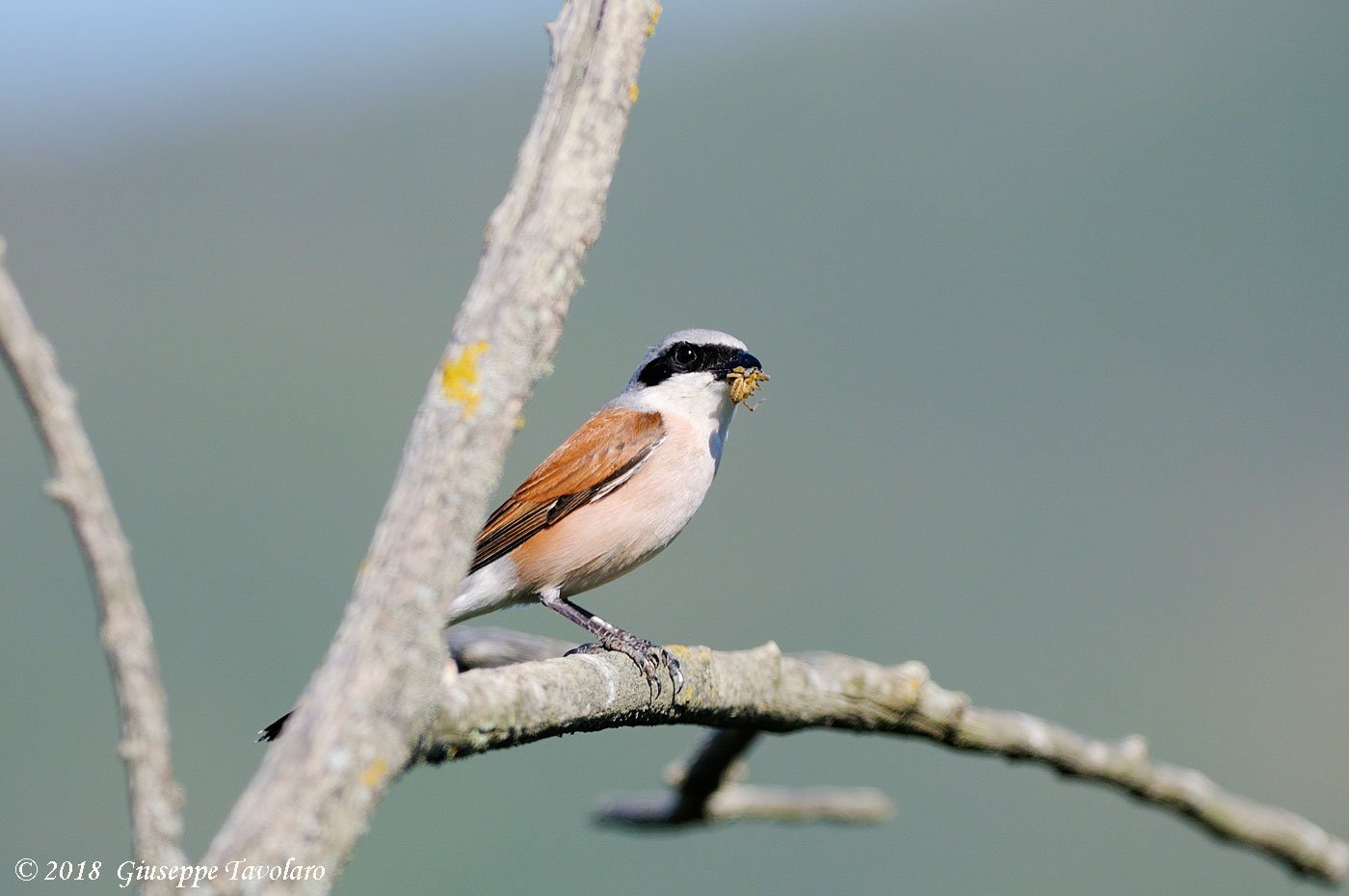 Averla piccola (Lanius collurio)