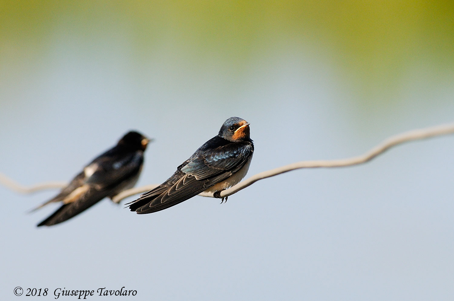 Rondine (Hirundo rustica)
