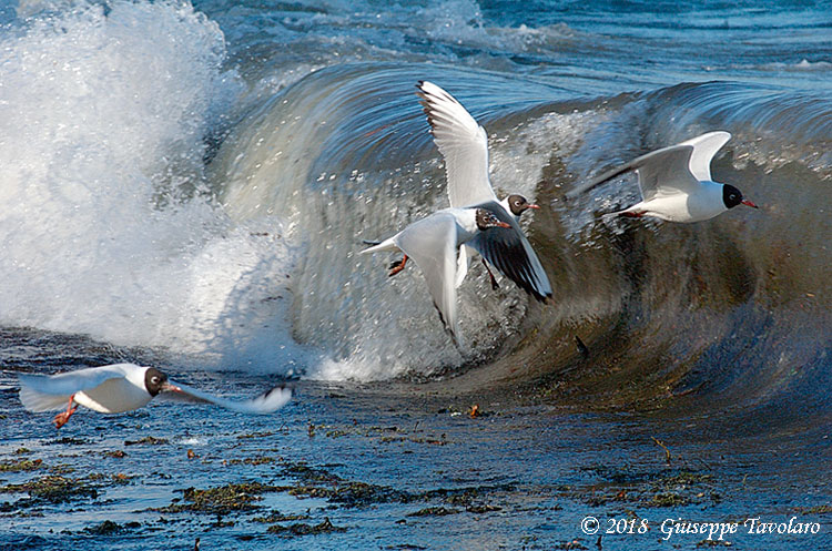 Gabbiano comune (Chroicocephalus ridibundus)
