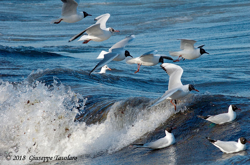 Gabbiano comune (Chroicocephalus ridibundus)