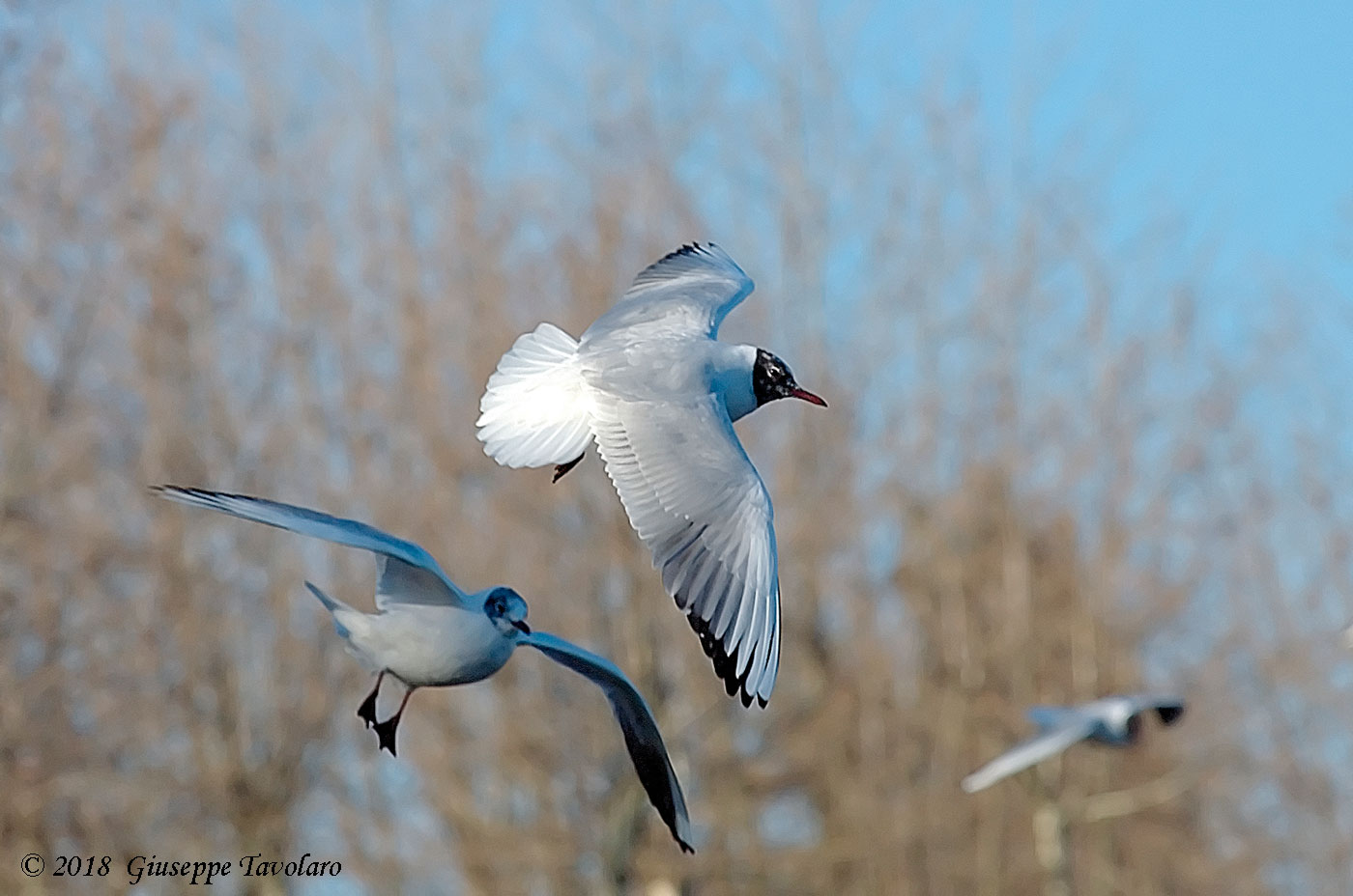 Gabbiano comune (Chroicocephalus ridibundus)
