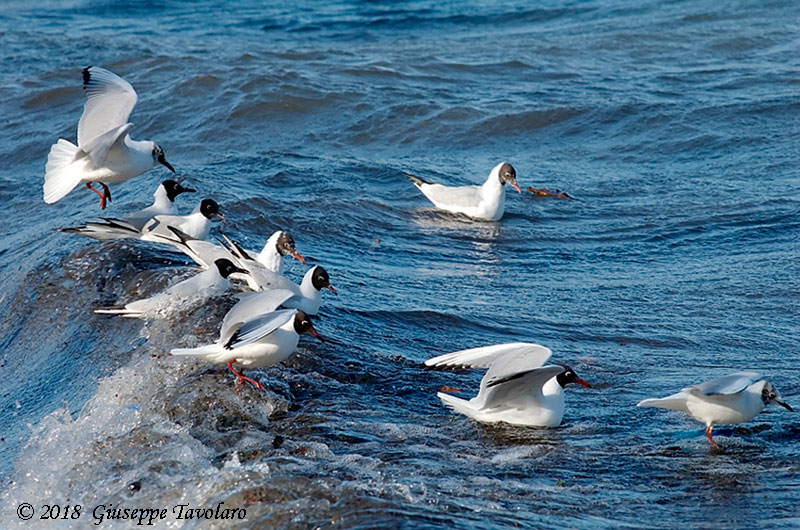Gabbiano comune (Chroicocephalus ridibundus)
