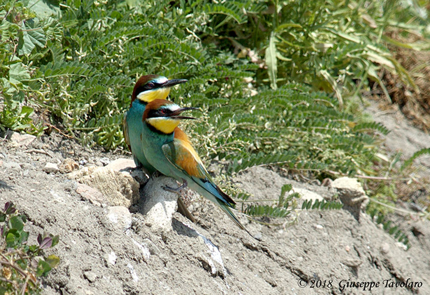 Gruccioni (Merops apiaster)