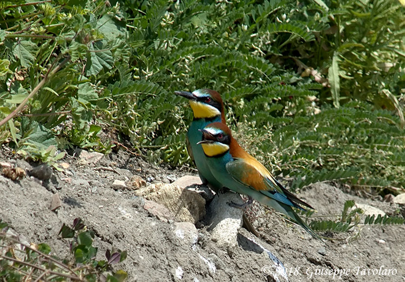 Gruccioni (Merops apiaster)