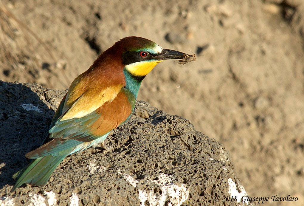 Gruccioni (Merops apiaster)