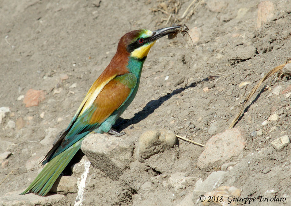 Gruccioni (Merops apiaster)