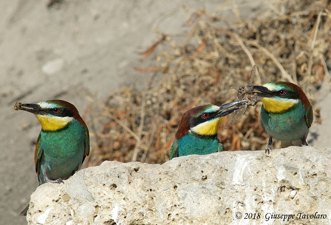 Gruccioni (Merops apiaster)