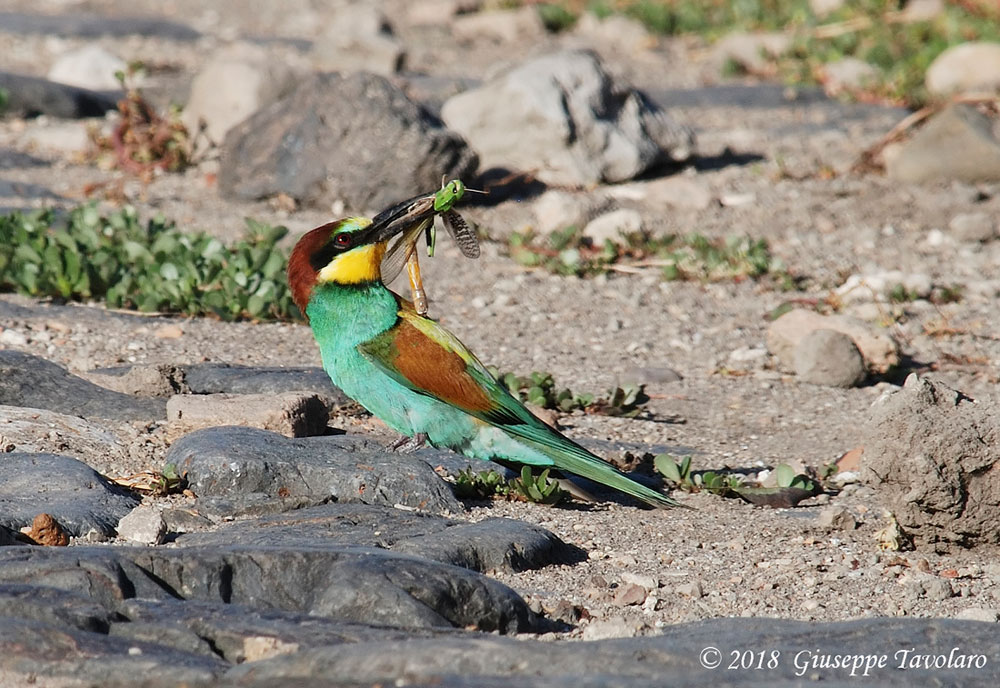 Gruccioni (Merops apiaster)