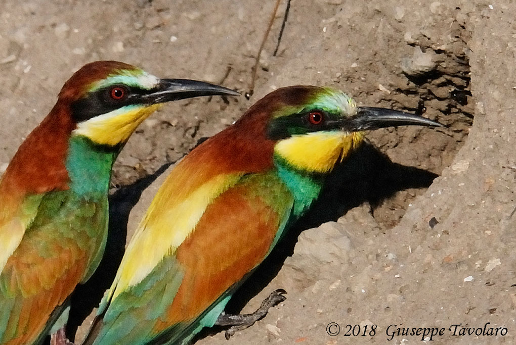 Gruccioni (Merops apiaster)
