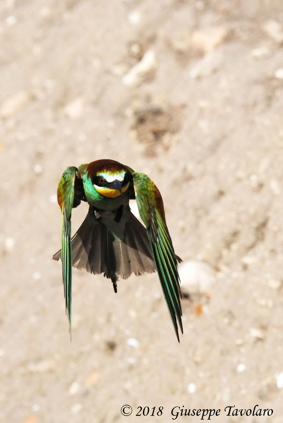 Gruccioni (Merops apiaster)