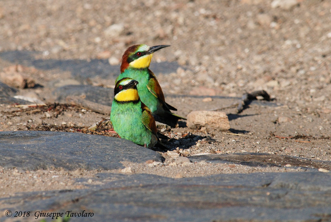 Gruccioni (Merops apiaster)