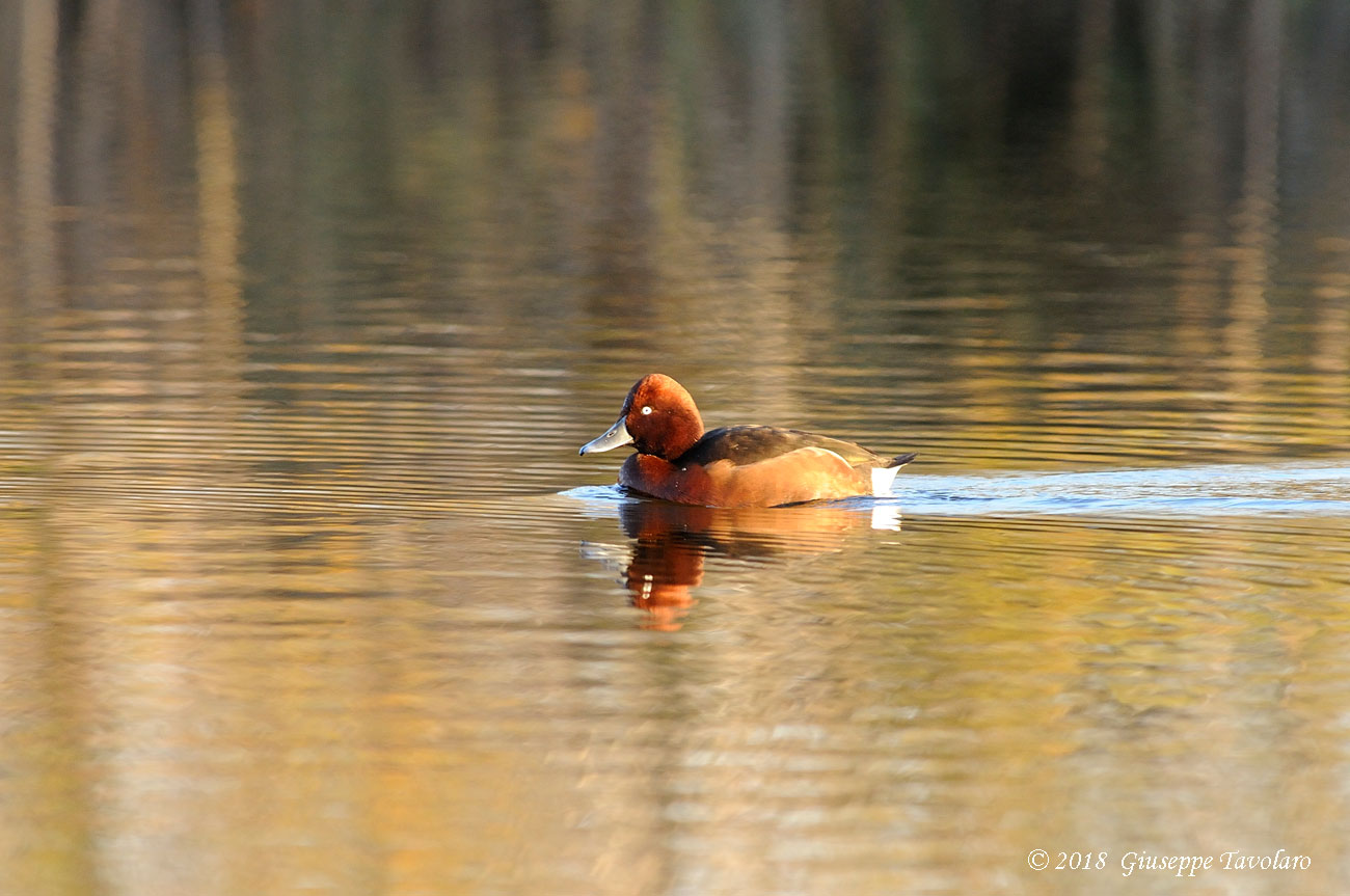 Morette tabaccate (Aythya nyroca)