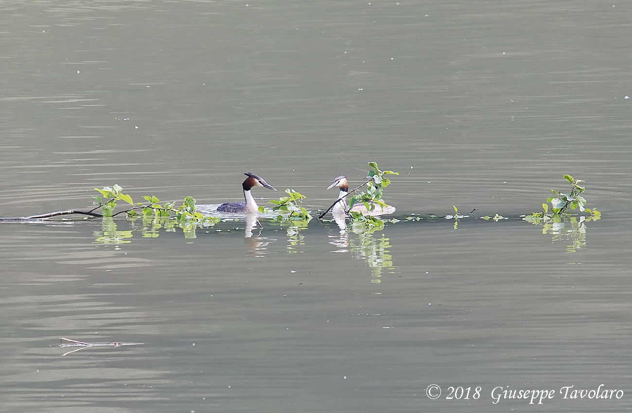 Svasso maggiore (Podiceps cristatus)