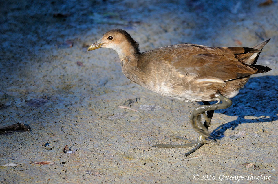 Giovane Gallinella d''acqua (Gallinula chloropus)