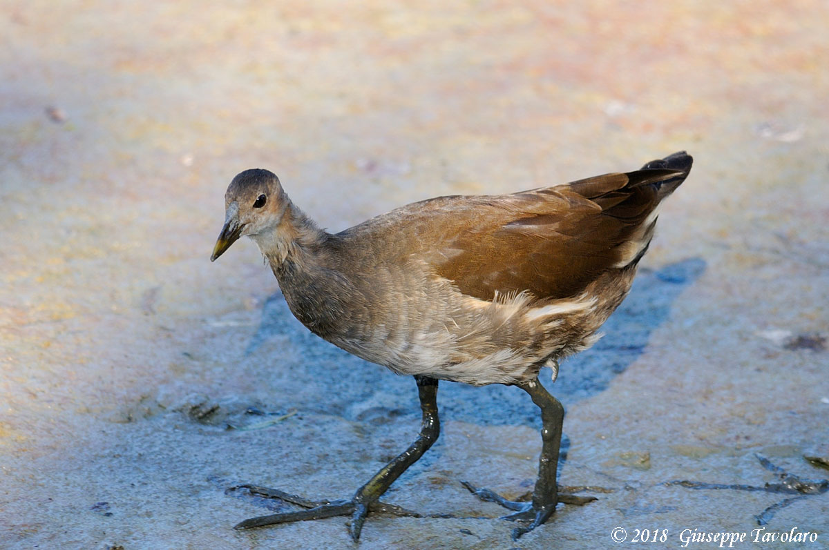 Giovane Gallinella d''acqua (Gallinula chloropus)