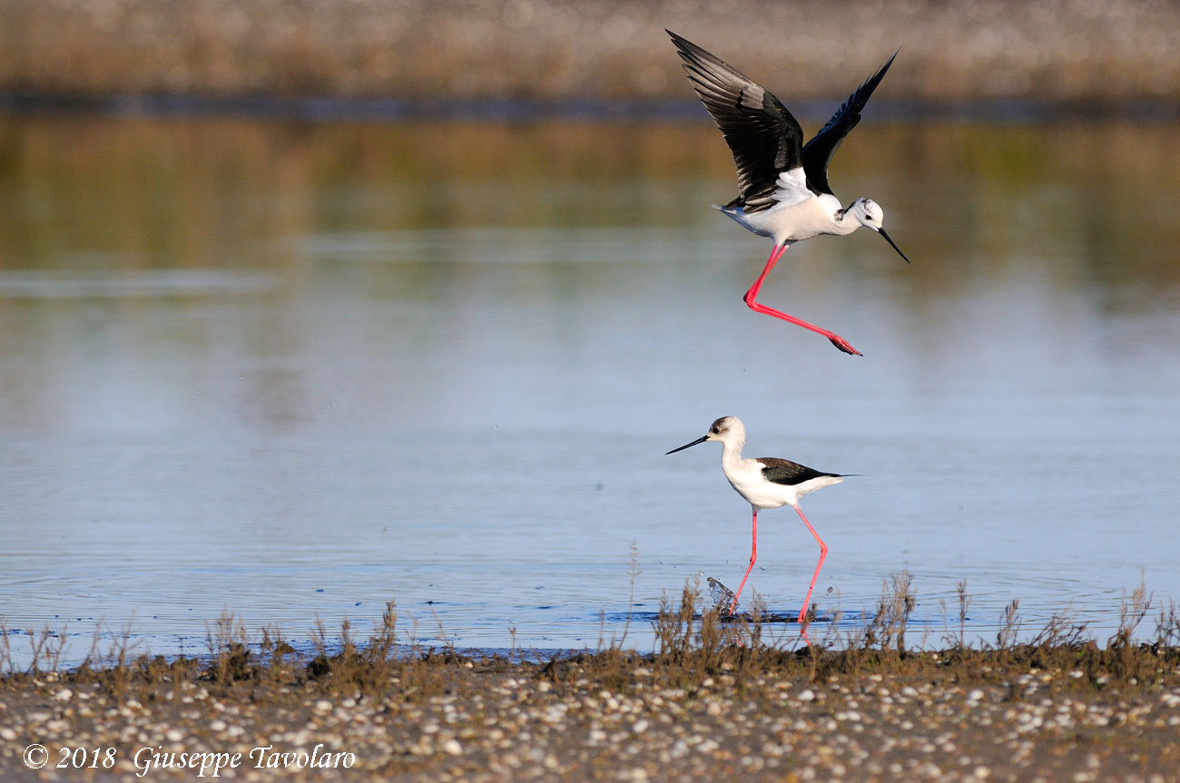 Cavalieri d''Italia (Himantopus himantopus)